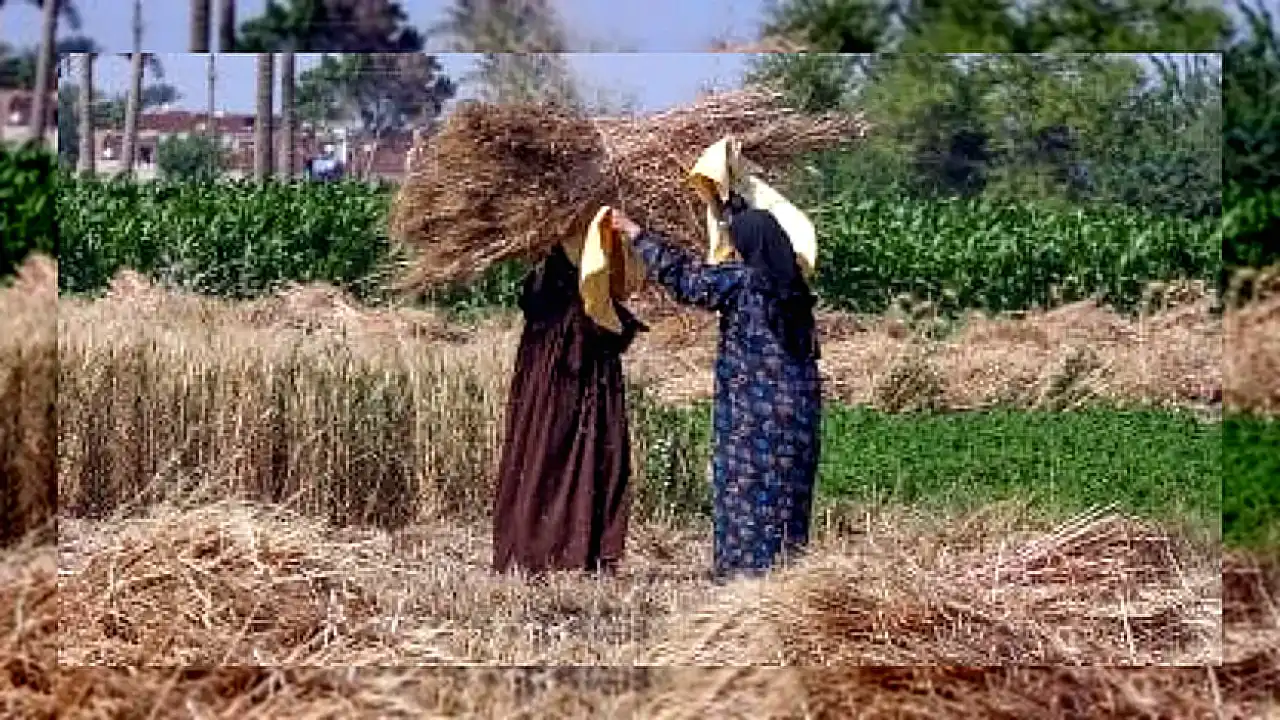 مركز المناخ يحذر من القبة الحرارية لشهر أبيب. . وتوصيات عاجلة لحماية المحاصيل