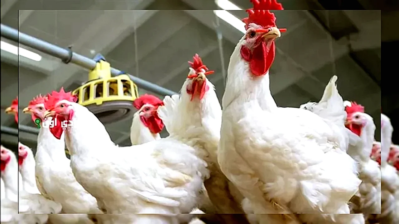 تصدير الدواجن إلى قطر شحنة دواجن مجمدة مصرية متجهة إلى قطر