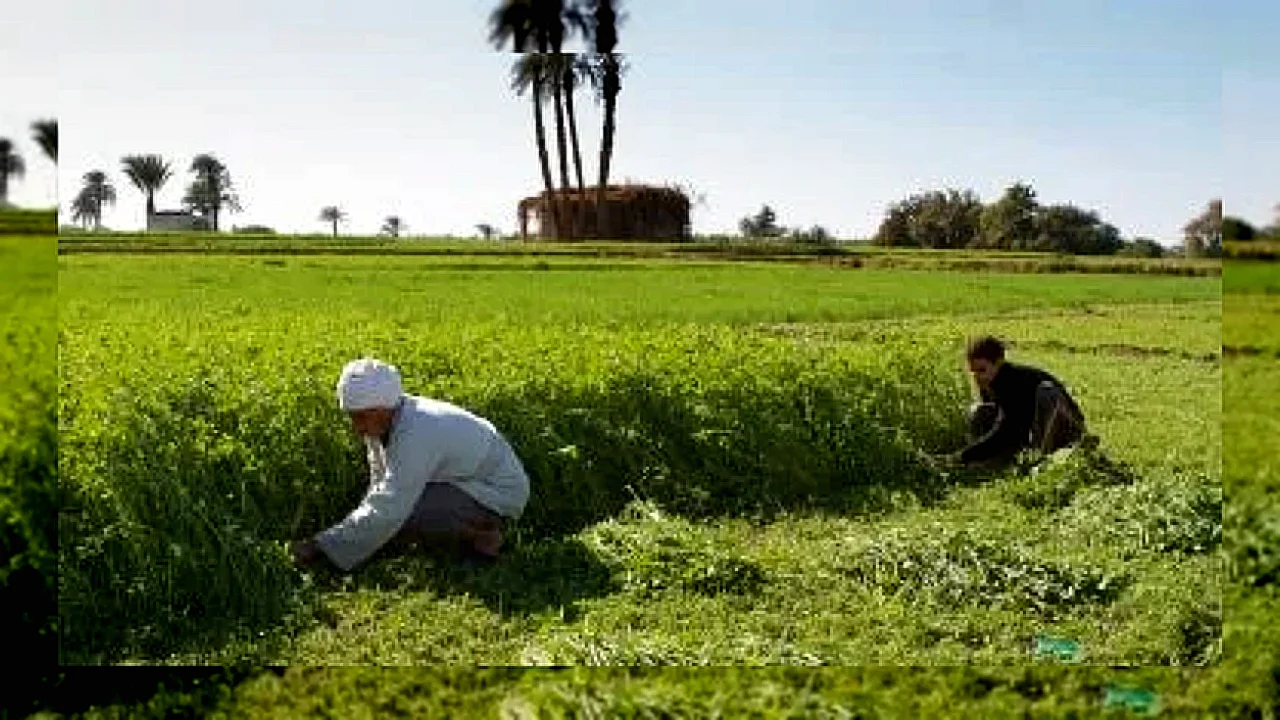 كيف يستعد المزارع تقلبات الطقس - مزارع يراقب حقوله خلال