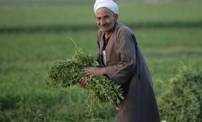 عيد الفلاح المصري